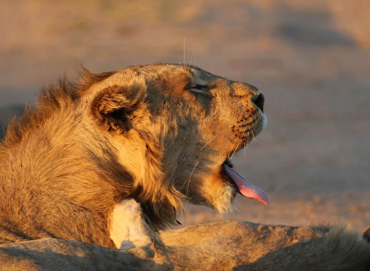 África do Sul e Ilhas Maurício